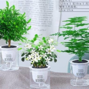 祺典 绿植盆栽  清香木+文竹+九里香 带盆