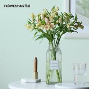 PLUS会员：FlowerPlus 花加 水仙百合 六出花 10枝