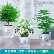 祺典 绿植盆栽  驱蚊组合  清香木+文竹+九里香 带盆