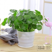 7日0点：泰西丝 螺纹盆白色+整盆铜钱草