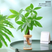 花东π对  发财树 水培带盆