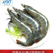 预售！虾有虾途 国产青岛大虾 4斤装 净虾3.1斤 14-16厘米