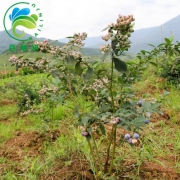 百林居 蓝莓苗 4年苗 带原土发货 1棵