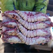 PLUS会员：mr seafood 京鲜生 巨型黑虎虾 净重750g-800g 14-16个头 长18cm*2件