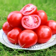 物理防虫，无激素不打药：5斤 绿行者 透心红番茄