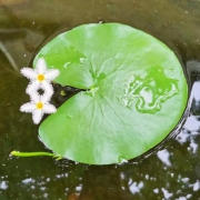 若绿 一叶莲 1片