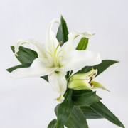 香气宜人！春天到家 香水百合 双头5支 10朵花 白色