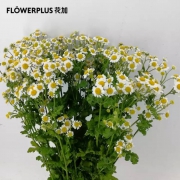 plus会员：FlowerPlus 花加 优选洋甘菊 1束