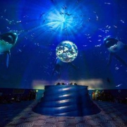 上海海昌海洋公园夜宿票火山鲨鱼馆1晚（含两日门票+早晚餐+夜宿+夜游+科普课堂）