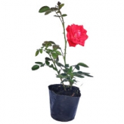 泰西丝 蔷薇花 月季 四季开花 不含盆  高度20-30CM    1棵