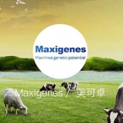 Maxigenes的奶粉怎么样？