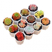 昂斯诺 多肉植物组合盆栽 含盆土 3颗