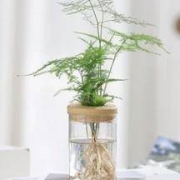 云寒 盆栽植物  圆柱瓶水培文竹