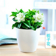 花香迷人！花清洋 栀子花 含盆