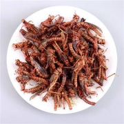 五五食坊 油炸蚂蚱 100g