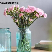 PLUS会员：FlowerPlus 花加 香石竹 20枝