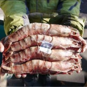 PLUS会员：mr seafood 京鲜生 巨型黑虎虾 净重750g-800g 14-16个头 长18cm*2件