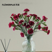 plus会员：FlowerPlus 花加 优选香石竹20枝 颜色随机