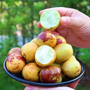 预售：杞农优食 陕西大荔冰糖冬枣 净重2kg
