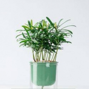 迷糊妞 罗汉松盆栽 12-14cm 送盆