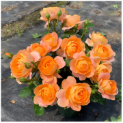 九语 室内盆栽 月季花苗