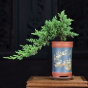 PLUS会员：半径风景 盆景地柏苗1棵 40-50公分