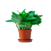 瑾凌 绿萝盆栽植物 含盆 11cm