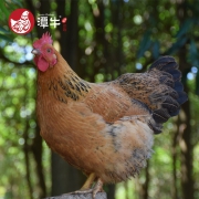PLUS会员：潭牛 公鸡1只+母鸡1只