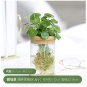 迷糊妞 铜钱草盆栽