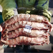 长18cm！mr seafood 京鲜生 冷冻大虎虾 1kg （14-16个）x2件