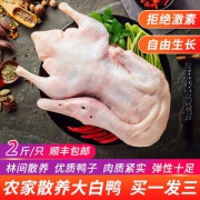 芮瑞 农家散养土鸭 2斤*3只