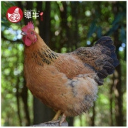 PLUS会员：潭牛 110天公鸡1只+110天母鸡1只