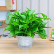 艺芯园 盆栽绿植 绿萝 送盆