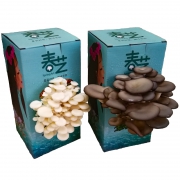 春艺 食用菌 蘑菇种植 盒子