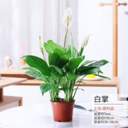 山鲜萃 白掌盆栽