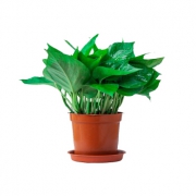 瑾凌 绿萝盆栽植物 含盆 11cm