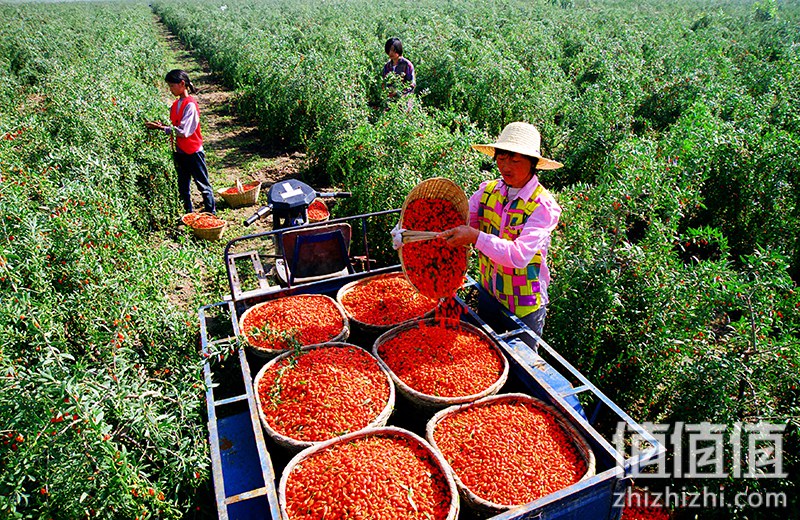 中国宁夏中宁县已经有600多年栽培枸杞的历史,是世界枸杞的发源地和