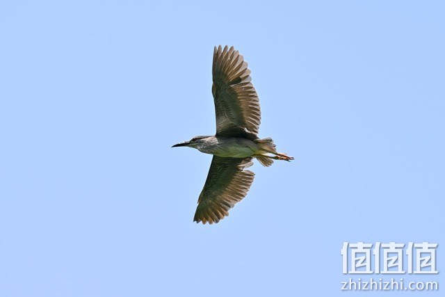 尼康Z fc复古微单相机评测