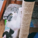 剑麻猫抓垫护桌腿椅腿剑麻垫猫抓毯猫抓板保护家具猫咪磨爪玩具 大号抓毯40.5×30cm（1个）