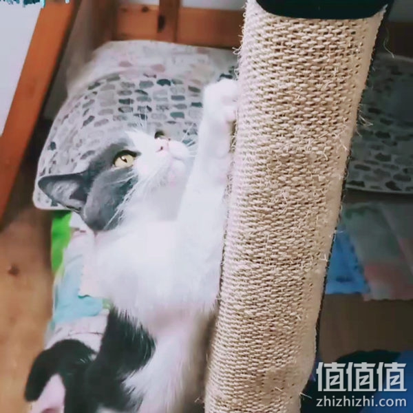 剑麻猫抓垫护桌腿椅腿剑麻垫猫抓毯猫抓板保护家具猫咪磨爪玩具 大号抓毯40.5×30cm（1个）
