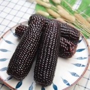 东北软糯黑玉米 2000g/8穗 真空装