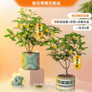 花点时间 桂花树盆栽
