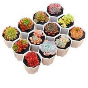 限地区：羌域优品 多肉植物 3颗不重复（不含盆）