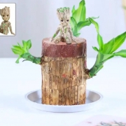 登榜 盆栽 巴西木+塑料拖+格鲁特+营养液  中号 直径5-6厘米