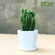 花清洋  万重山盆栽含白色塑料盆