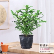 山鲜萃 胡椒木盆栽