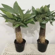 盆栽绿植 发财树2盆