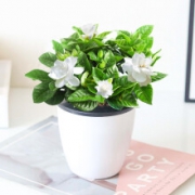 锦仙 栀子花 含盆