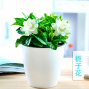 花清洋 栀子花 含盆