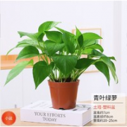 山鲜萃 小盆绿萝 原盆